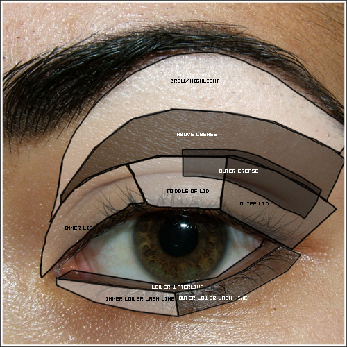 eye diagram and functions. Tags: Applying Eye Makeup,